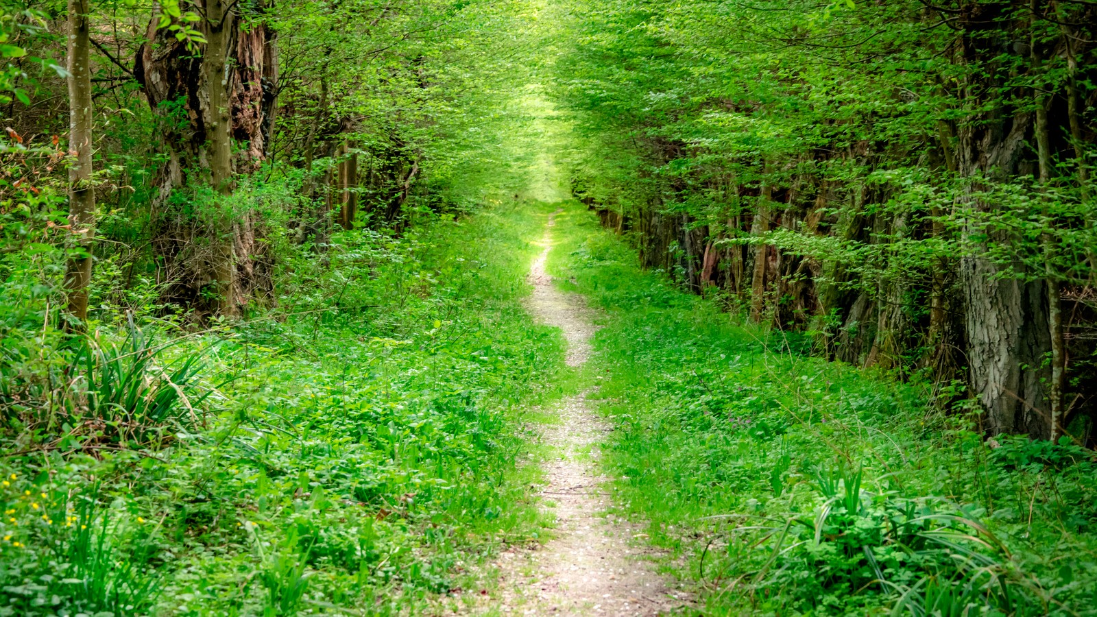 Historische Hainbuchenallee in Kransberg