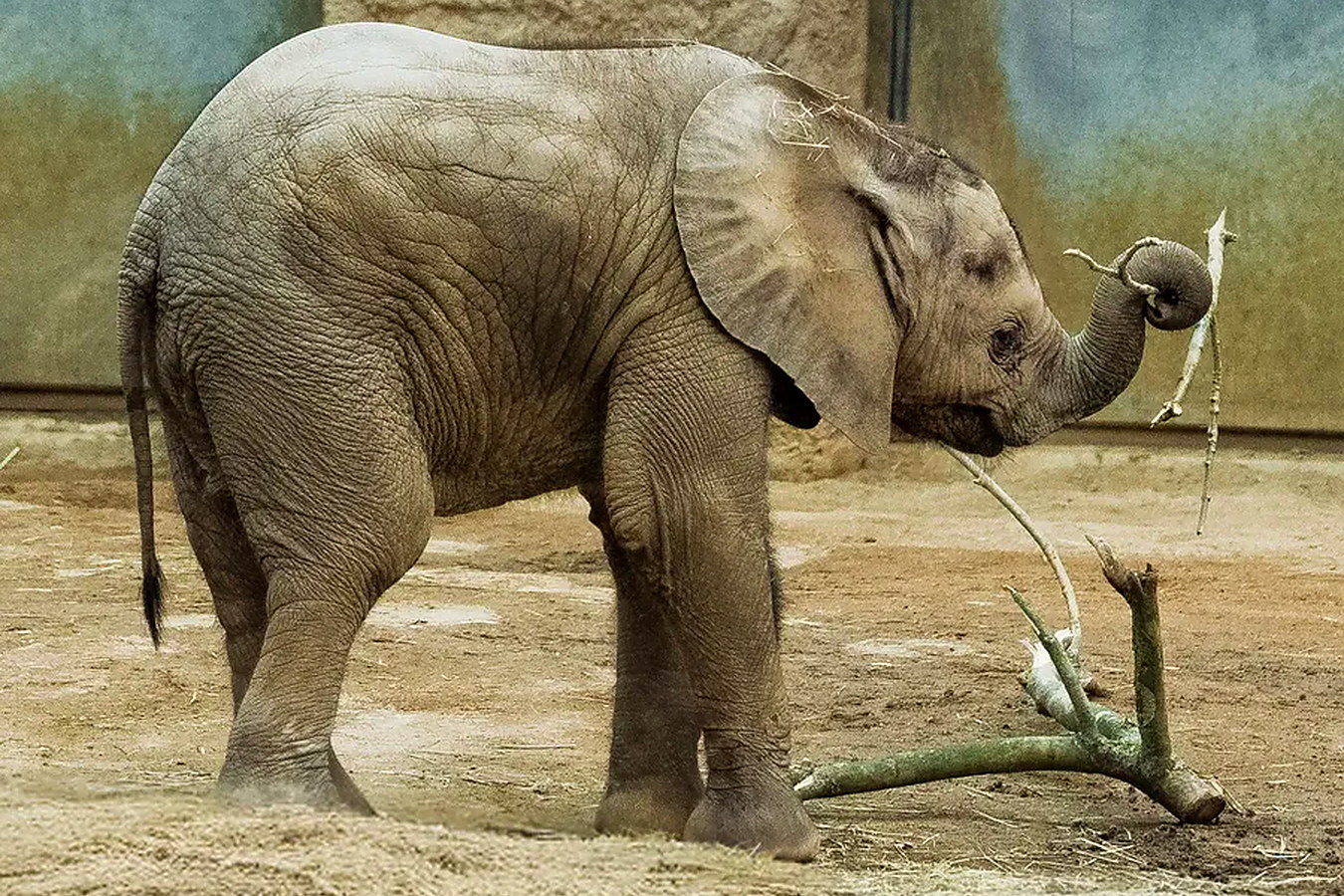 Opel-Zoo